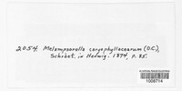 Melampsorella elatina image